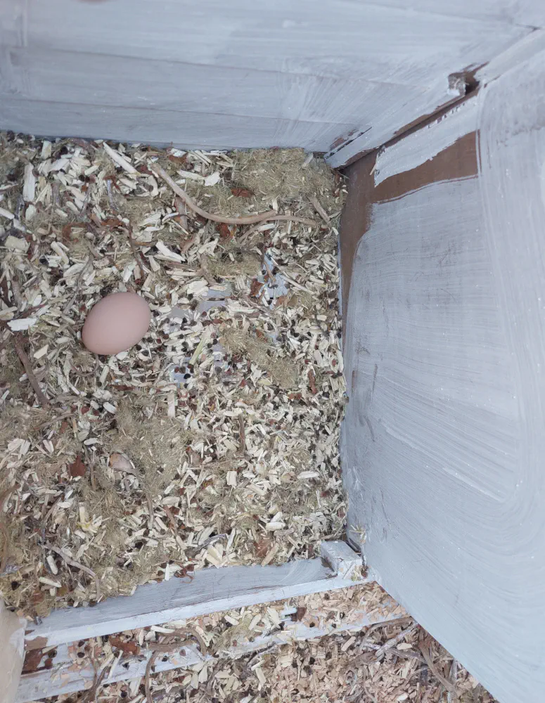 Een echt ei in het nest